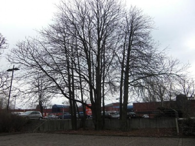 Spandau PrisonLinden trees planted by the prisoners