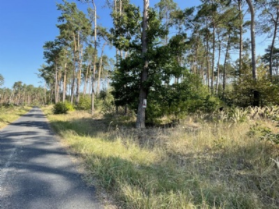 ZninMonument in the forest (52°48' 24.22" N 17°48' 13.51" E)