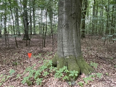 Belower WaldSkogsslingan