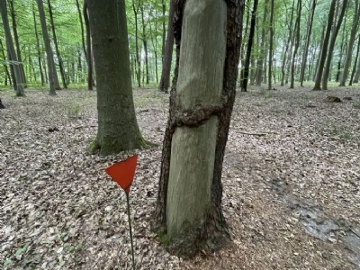 Belower WaldTräd med avskalad bark för att göra soppa