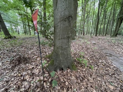 Belower WaldTräd med motiv inristat av en fånge