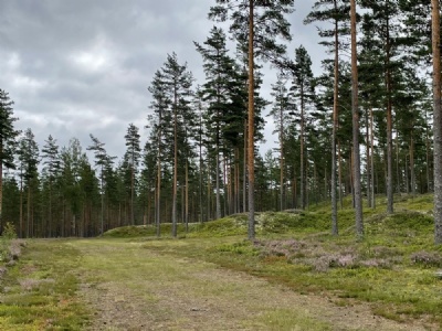 Brattforsheden - Krigsflygfält 16Flygplansvärn